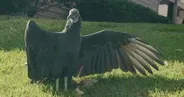 Broken Wings | Meet Adonis, Just Another Crippled Vulture
