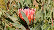 San Diego Flower Farm