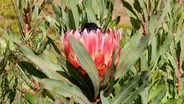 San Diego Flower Farm