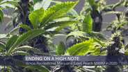 Crain’s Headlines: High Note for Illinois Pot Sales