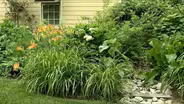 Plan a Garden; Insect Pollinators; Black Cohosh (#1504)