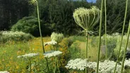 Creating a Meadow Garden