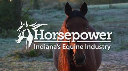 Video thumbnail: WTIU Documentaries Horsepower: Indiana's Equine Industry