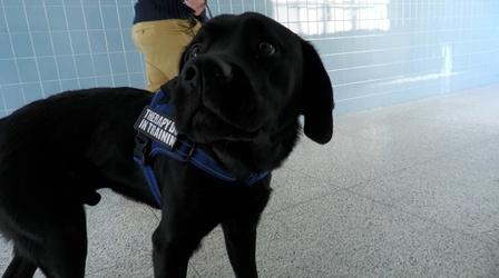 Video thumbnail: WVIA Special Presentations Therapy Dogs / Art Therapy
