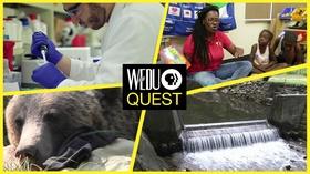 Video thumbnail: WEDU Quest Episode 310 Preview