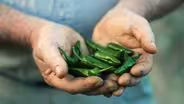 Seeds of Change