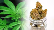 Recreational Marijuana