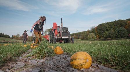 Video thumbnail: Around the Farm Table Harvesting pumpkins for pumpkin seed oil