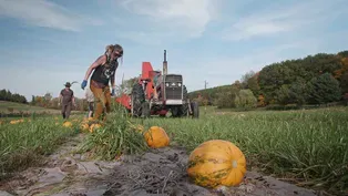 Harvesting pumpkins for pumpkin seed oil