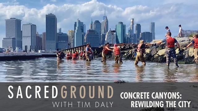 Concrete Canyons: Rewilding the City