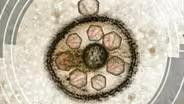D4K: Viruses