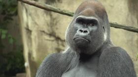 Video thumbnail: CET Community Saving Gorillas (From Cincinnati to the Congo)