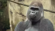 Saving Gorillas (From Cincinnati to the Congo)
