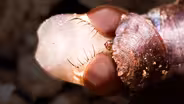 Fly Metamorphosis is a Beautiful Nightmare