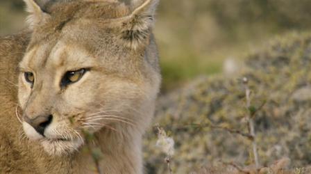 Video thumbnail: Nature Female Puma Snubs Male