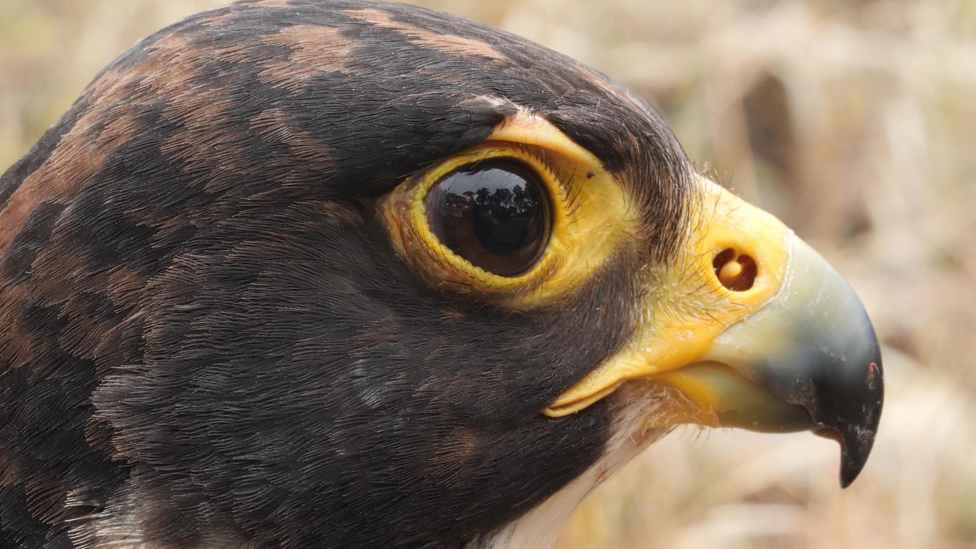 Once endangered, peregrine falcons thrive in Portland's urban landscape,  Audubon finds - oregonlive.com