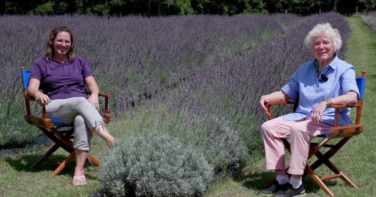 Lavender farmers want attention from foodies