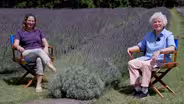 Lavender and Pheasants