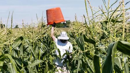 Video thumbnail: You Oughta Know Giving Tree: Volunteers Support Food-Insecure Families