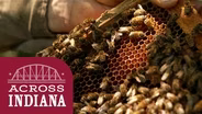 Making Queen Bees with The Beekeepers of Indiana