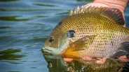 Bluegills and Salty Waters