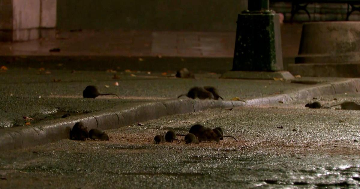 Rat Fighting Rink Chicago Tours with Geoffrey Baer | Rat Race! Rodent Control in Chicago ...