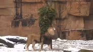 Brookfield Zoo Lion Enjoys Christmas Fun