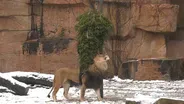 Brookfield Zoo Lion Enjoys Christmas Fun