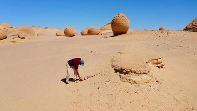 Ancient whale fossils found in the desert