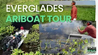 Take a Private Airboat Tour to See the Real Side of Florida