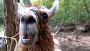 Divine Llama Vineyards