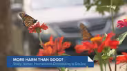 Are People Loving Monarch Butterflies to Death?