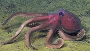 Life on Axial Seamount Photo Essay