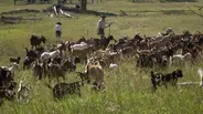Goats Eat Weeds