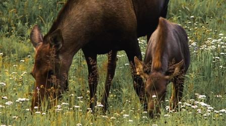 Video thumbnail: Native Report Discovering the Moose