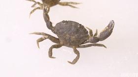 Video thumbnail: SCI NC Attack of the body-snatching parasite