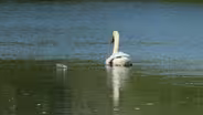 Toxic Pond
