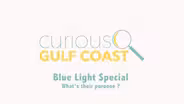 Blue Light Special