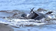 Dolphins