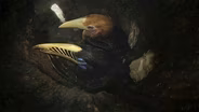 Pregnancy Jail? The Nesting Strategy of Hornbills