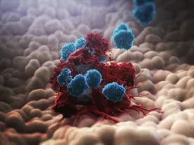 How the Immune System Fights Cancer