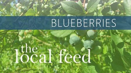 Video thumbnail: The Local Feed Blueberries | The Chatham Berry Farm