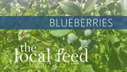 Blueberries | The Chatham Berry Farm