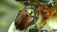 Japanese Beetles & Hobby Greenhouse