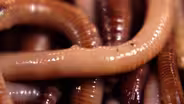 How Do Worms Turn Garbage into Compost?