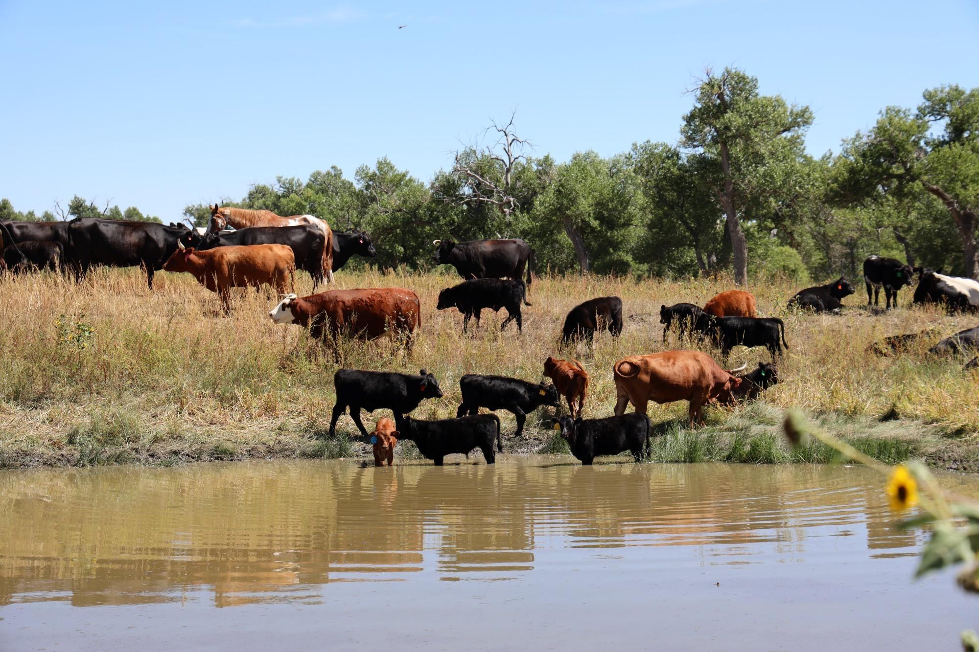 Local ranchers share their thoughts on lab-grown meat