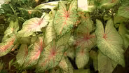 Volunteer Gardener 3110