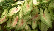 Volunteer Gardener 3110