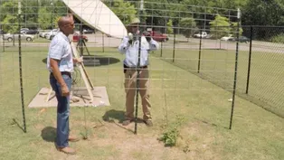 Building a Blackberry Trellis & Hydroponics