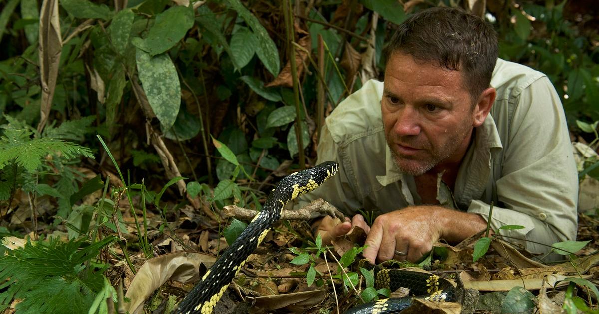 Video: Baby frogs escape from snake in seconds